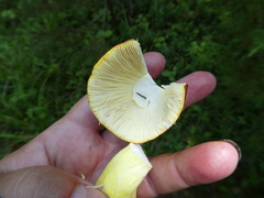 Russula aurea