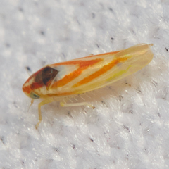 Erythridula noeva