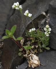 Draba norvegica
