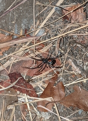 Latrodectus geometricus