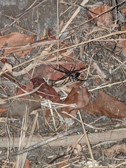 Latrodectus geometricus