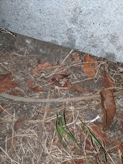 Latrodectus geometricus