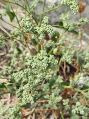 Chenopodium vulvaria