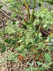 Chenopodium vulvaria