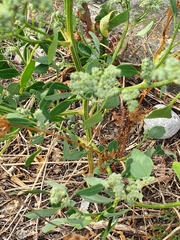 Chenopodium vulvaria