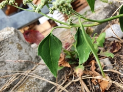 Chenopodium vulvaria