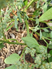Chenopodium vulvaria