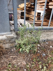 Chenopodium vulvaria