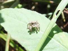 Plexippoides annulipedis