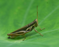 Pseudoxya