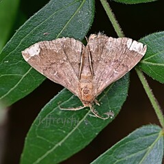 Adrapsa quadrilinealis