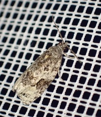 Apotomis lineana