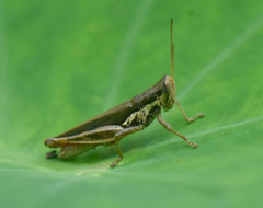 Pseudoxya