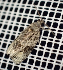 Apotomis lineana