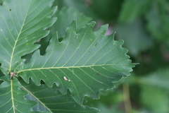 Quercus mongolica