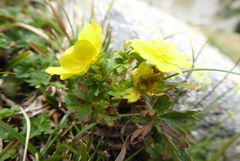 Potentilla pyrenaica