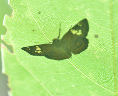 Pseudocoladenia dan