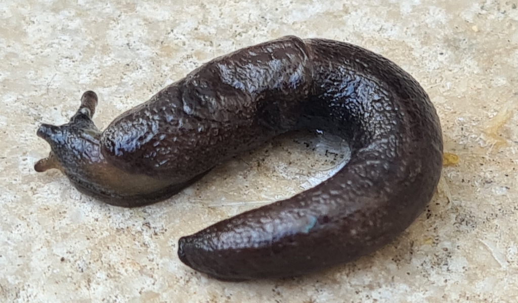 Tandonia bolensis