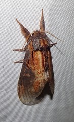 Notodonta scitipennis