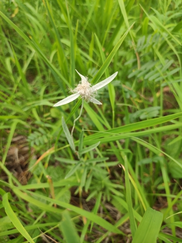 Leontopodium leontopodioides (Leontopodium leontopodioides)