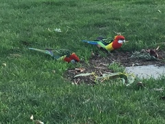 Platycercus eximius diemenensis