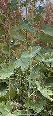 Macleaya