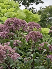 Macleaya