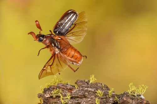 iNaturalist observation photo of Lined June Beetles