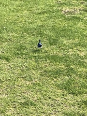 Malurus cyaneus ashbyi