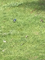 Malurus cyaneus ashbyi