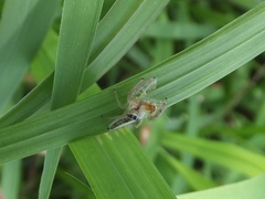 Mendoza elongata