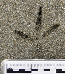 Pluvialis squatarola