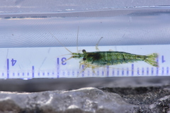 Neocaridina