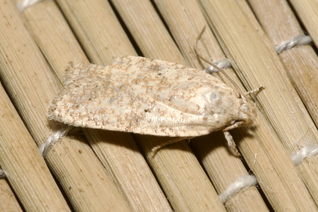Exaeretia preisseckeri