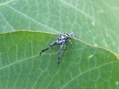 Mendoza elongata