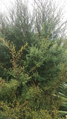 Kunzea robusta