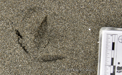 Pluvialis squatarola