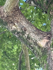 Graptopsaltria nigrofuscata