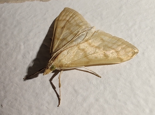 Paracorsia repandalis