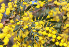 Acacia spectabilis