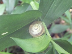 Bradybaena pellucida