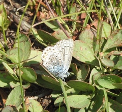 Plebejus fridayi