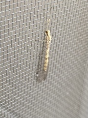 Gymnocnemia variegata