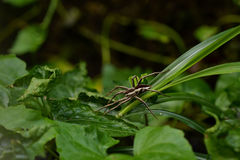 Dolomedes sulfureus
