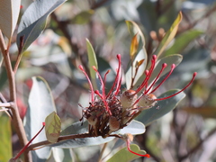 Grevillea decora