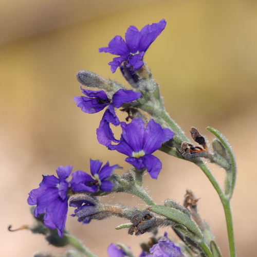 Dampiera adpressa, 2022-08-14