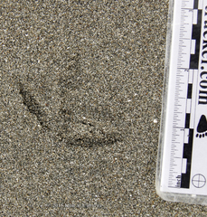 Pluvialis squatarola