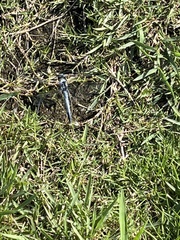 Orthetrum albistylum speciosum