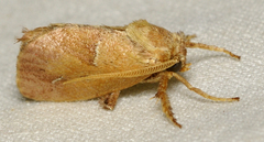 Adoneta bicaudata