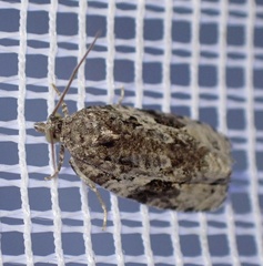 Apotomis lineana